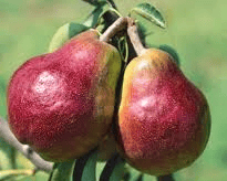 Red Bartlett Pear