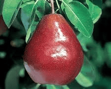 D'Anjou Pear