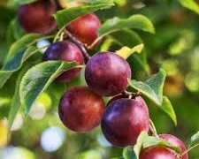 Satsuma Plum
