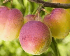 Peach Plum