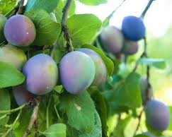 Early Italian Plum