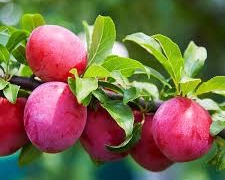 Superior Plum