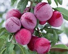 Santa Rosa Plum