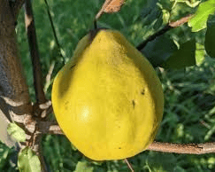 Dwarf Pineapple Quince