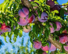 Methley Plum