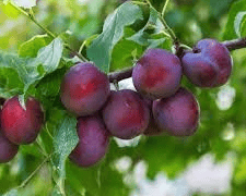 President Plum