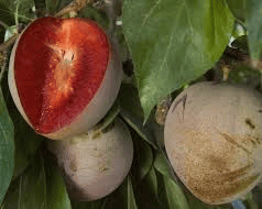 Elephant Heart Plum