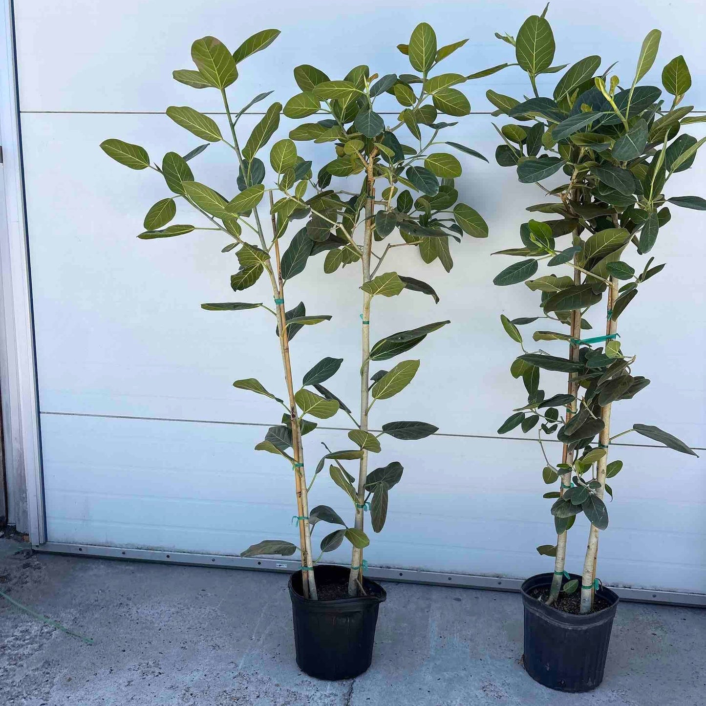 Ficus Audrey