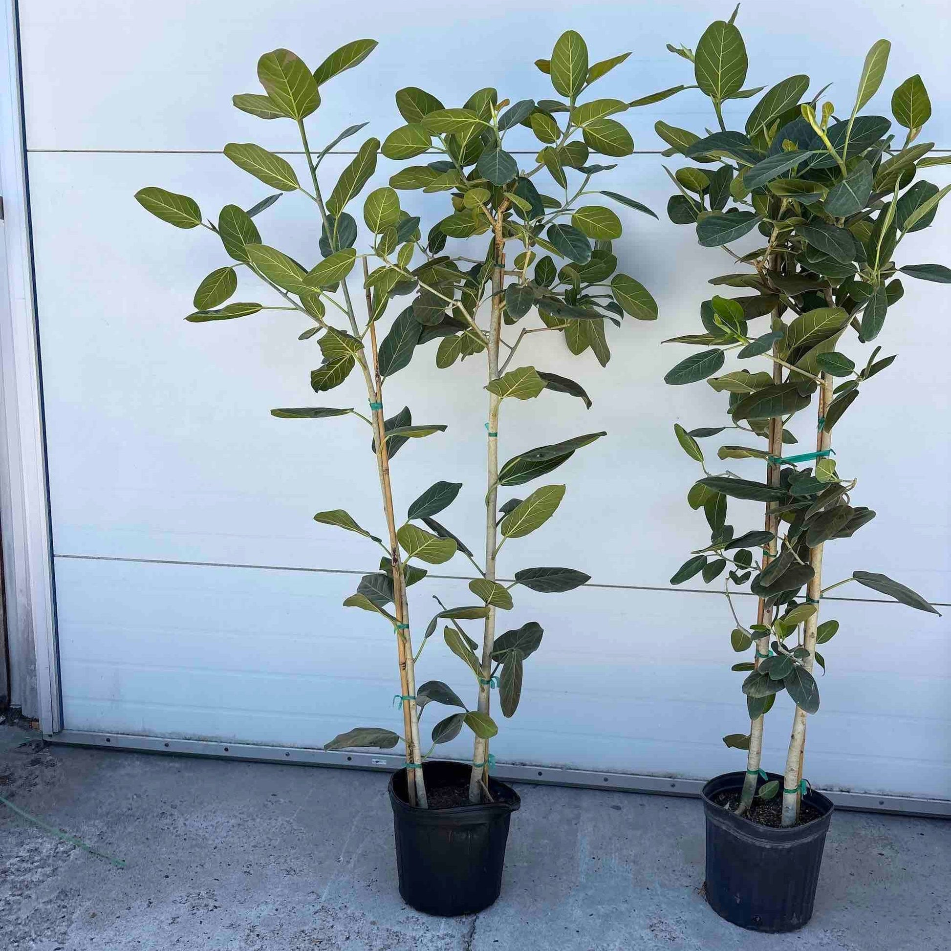 Ficus Audrey