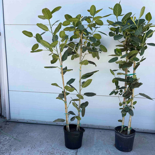 Ficus Audrey
