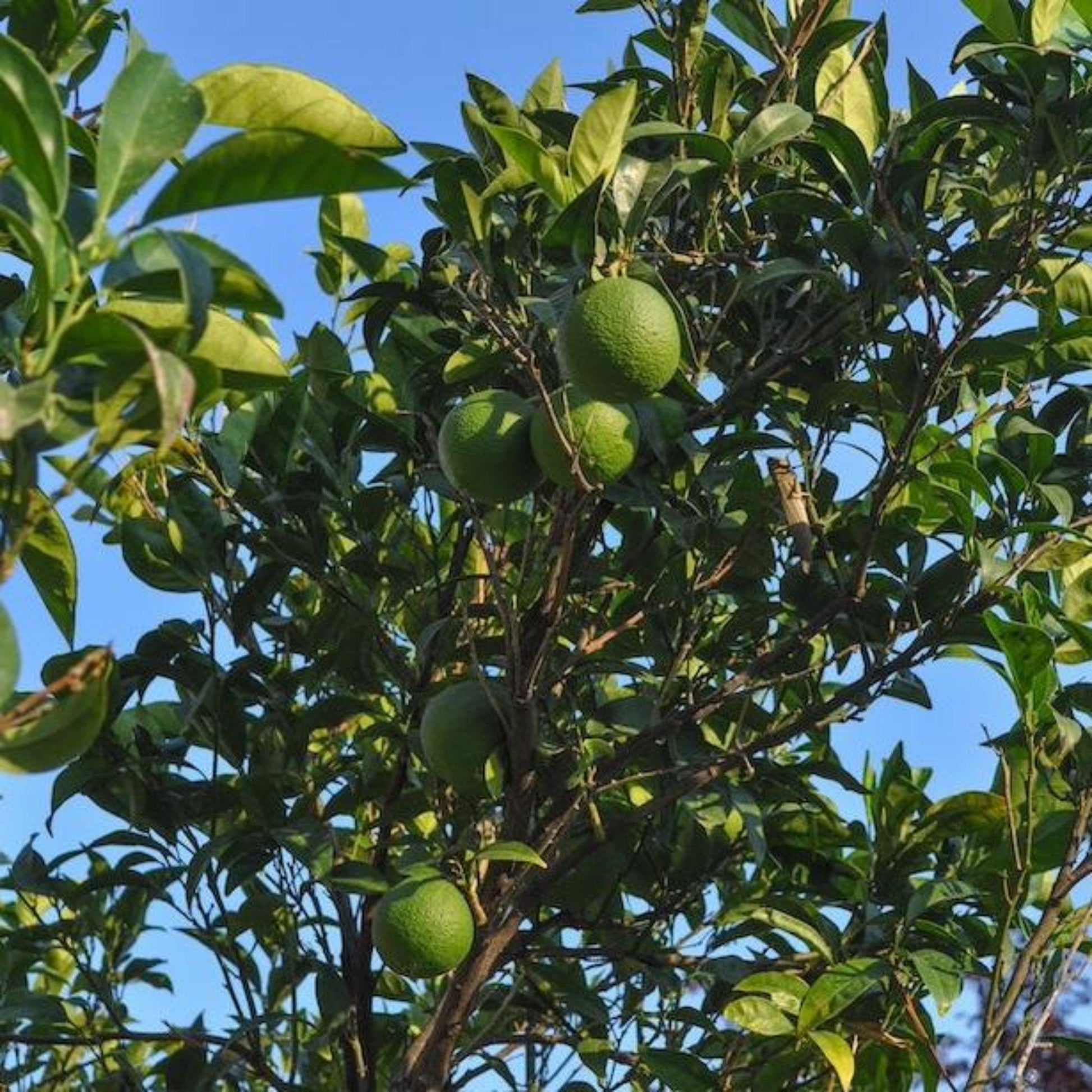 Persian Bearss Lime Tree fruit