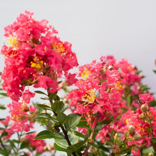 Bellini Raspberry Crape Myrtle blooms