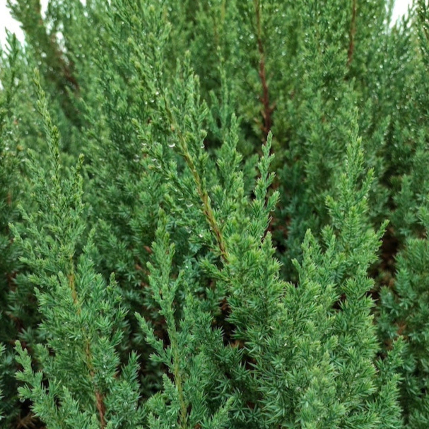 Blue Point Juniper foliage