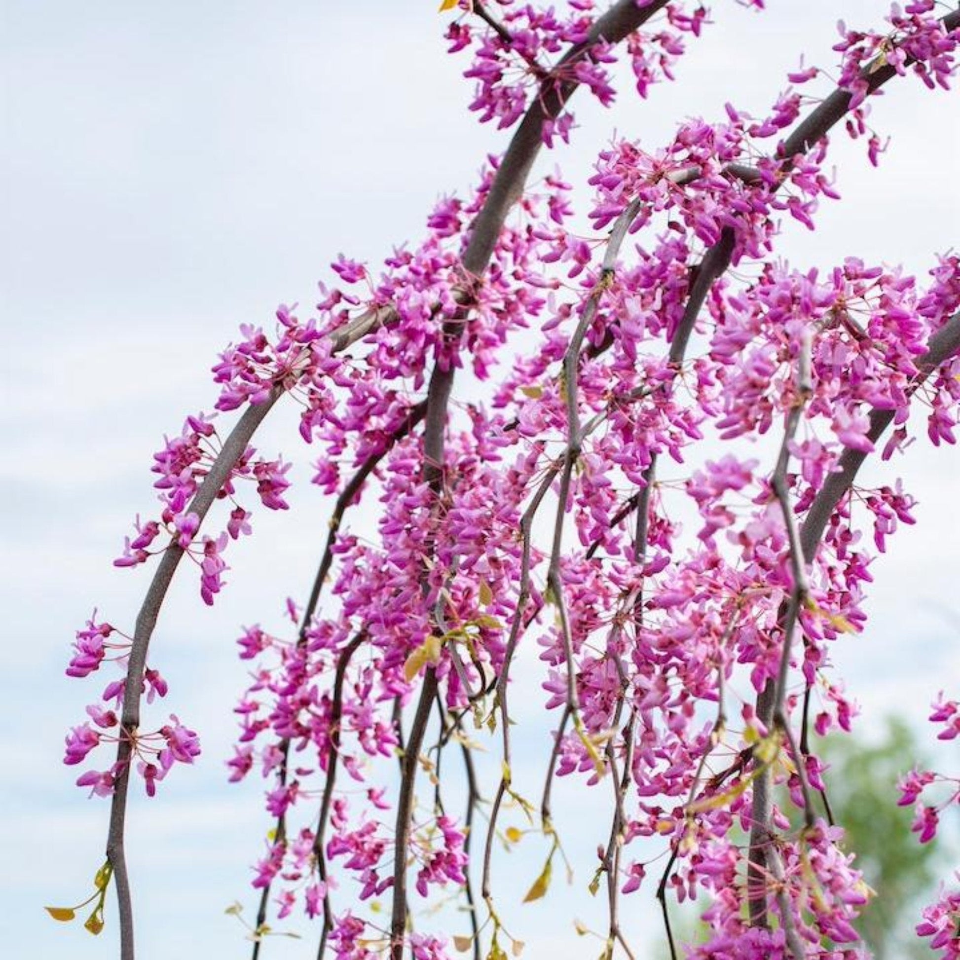 Golden Falls Redbud flowers