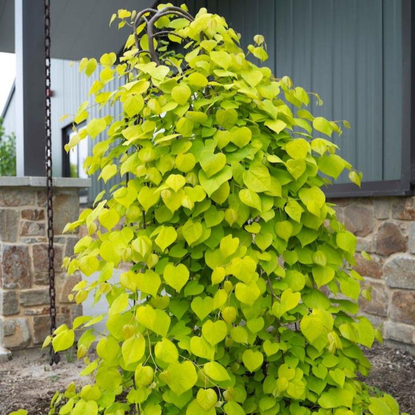 Golden Falls Redbud