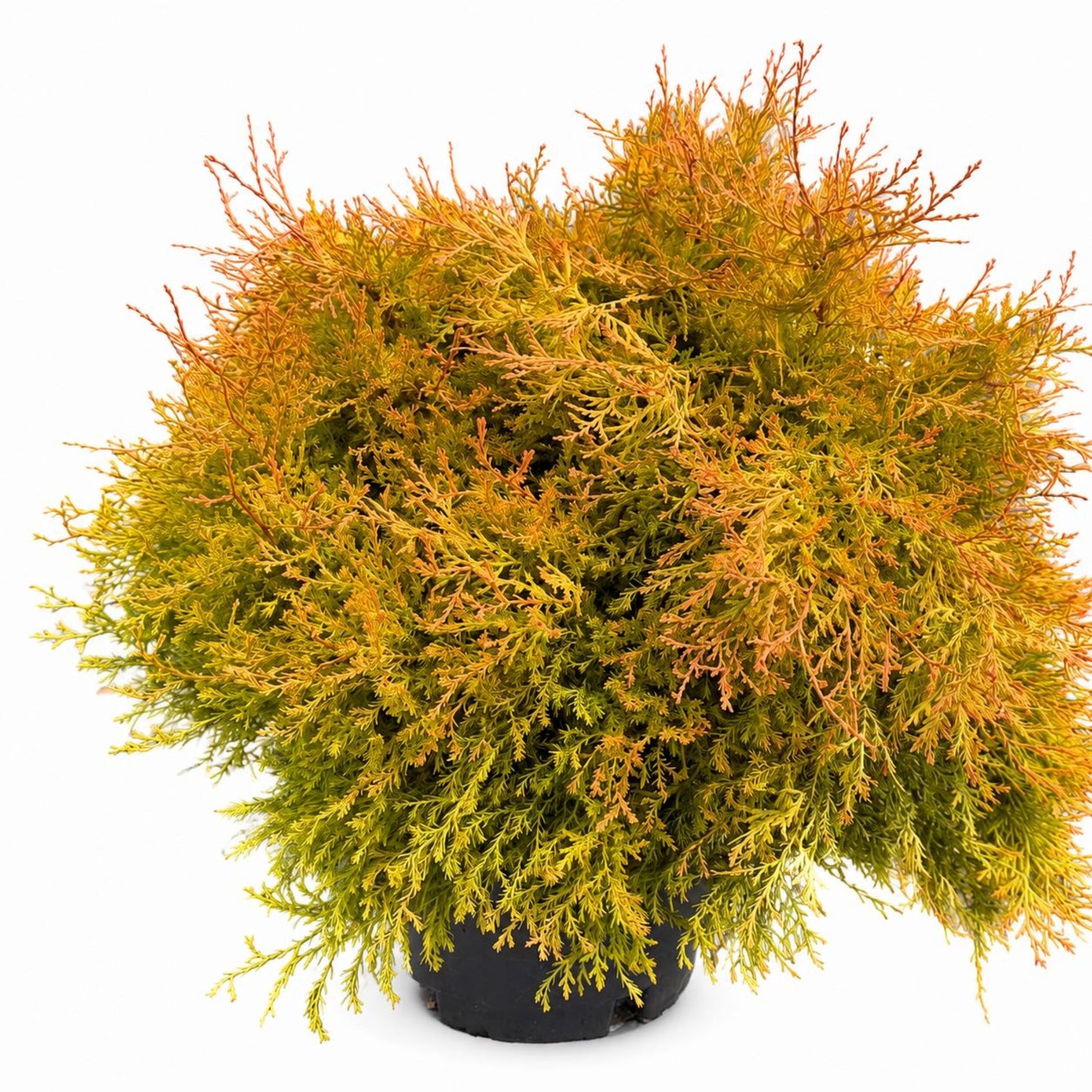 Fire Chief™ Thuja