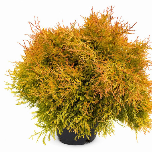 Fire Chief™ Thuja