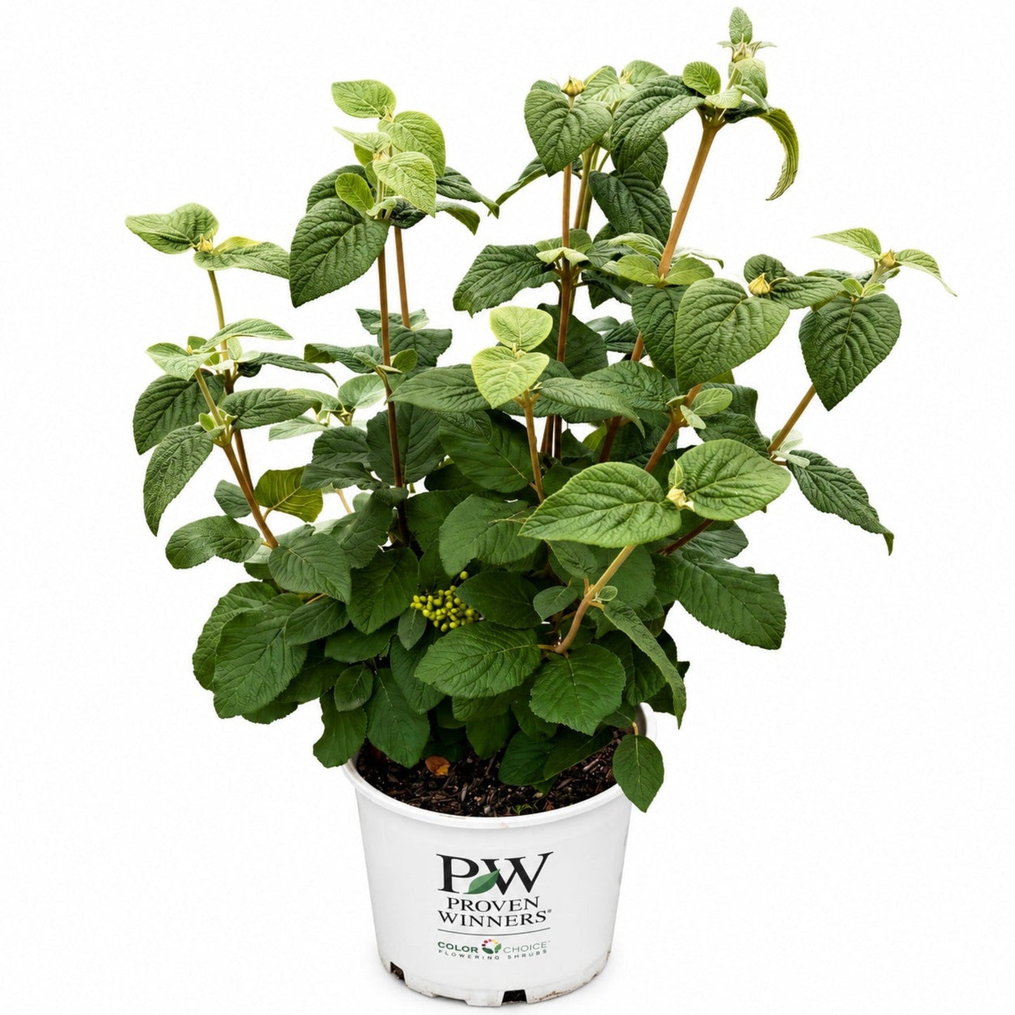 Red Balloon® Viburnum