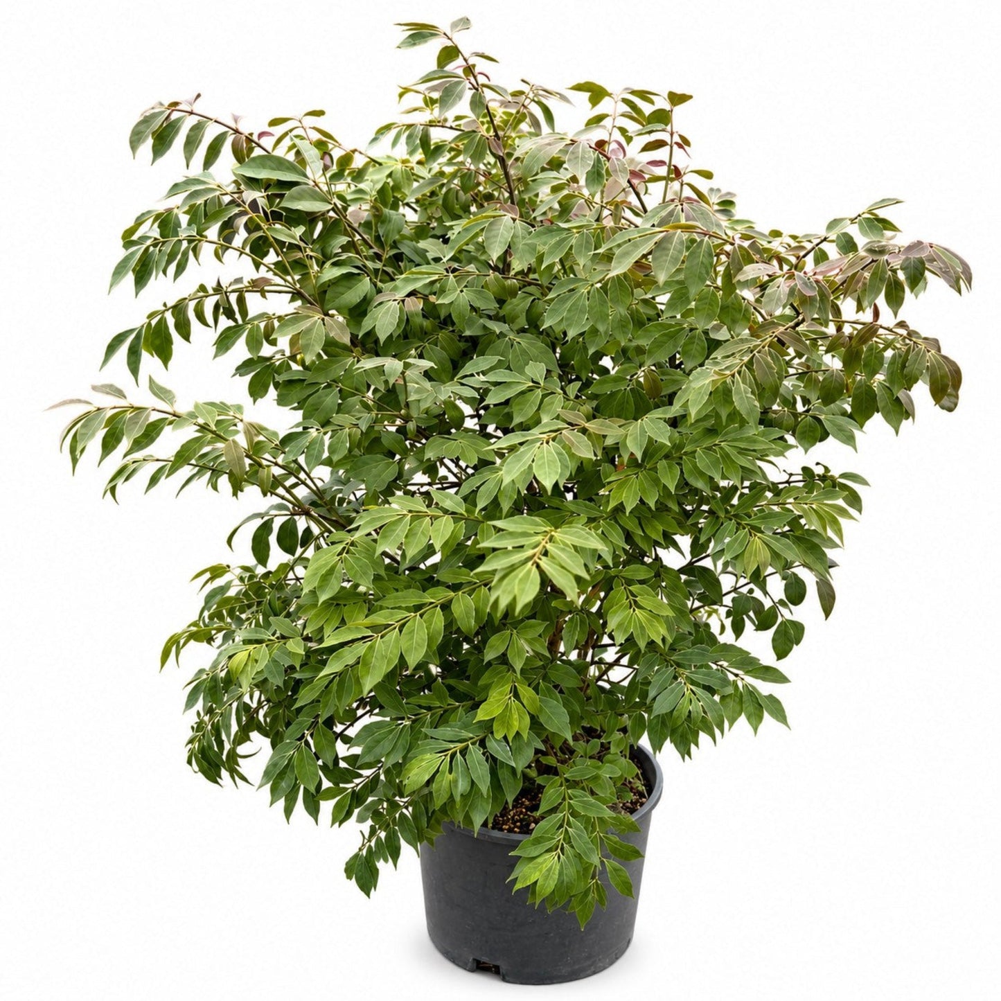Burning Bush 'Compactus'