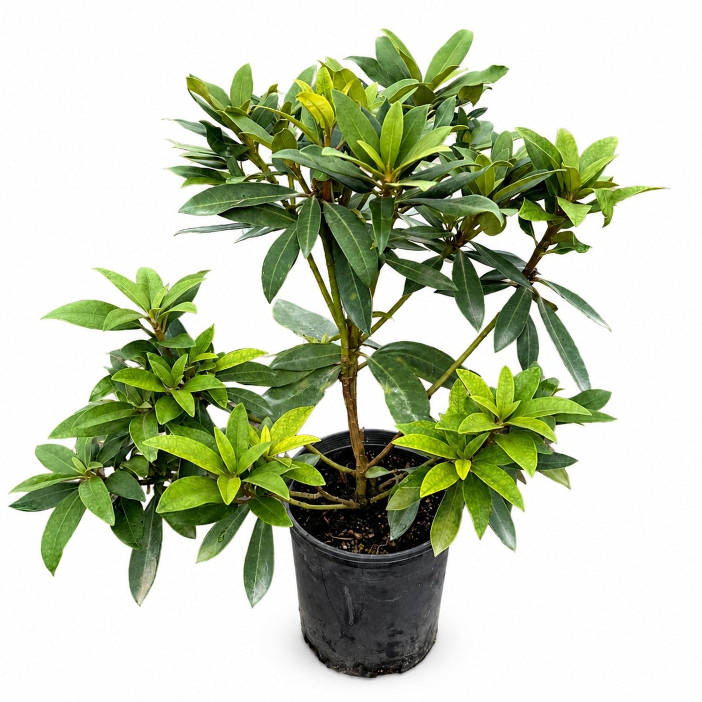 Chionoides Rhododendron