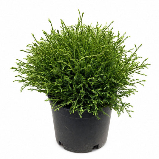 Mr. Bowling Ball® Arborvitae