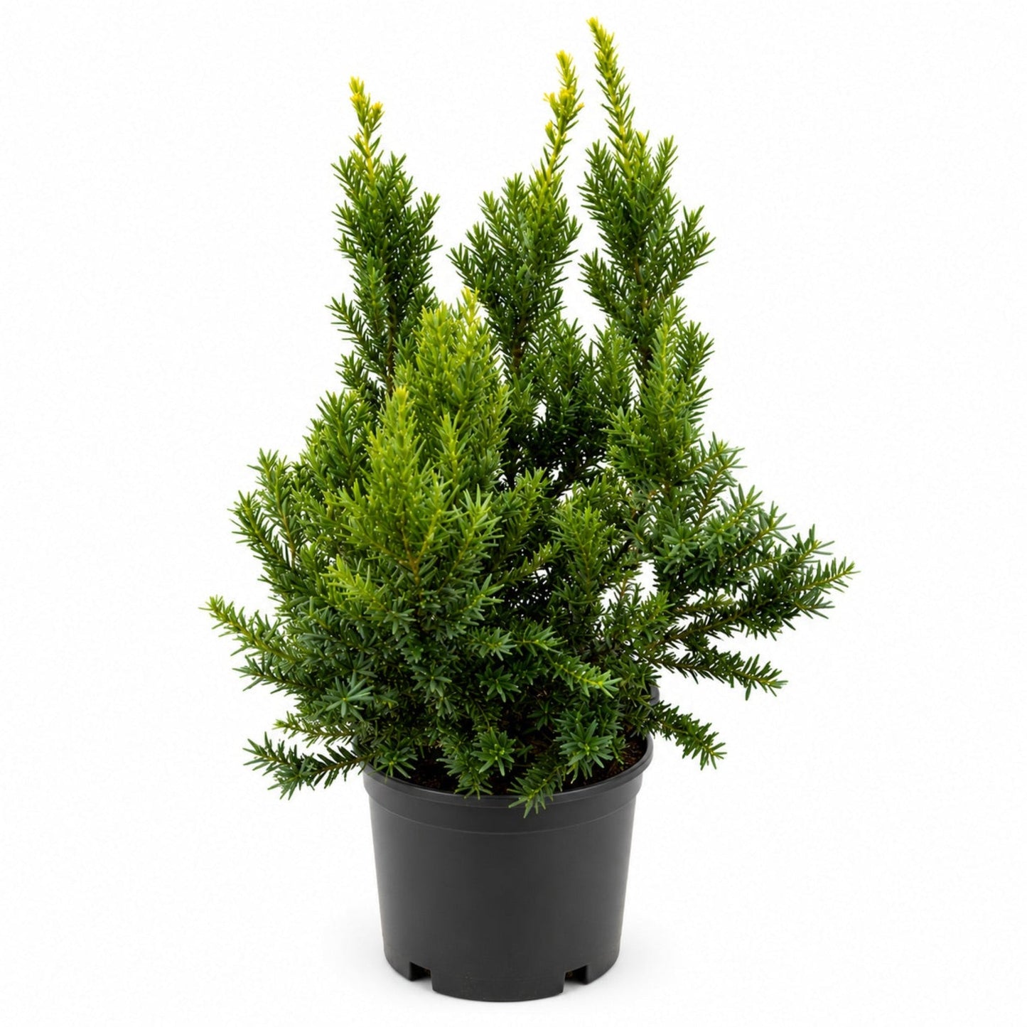 Dark Green Spreader Yew