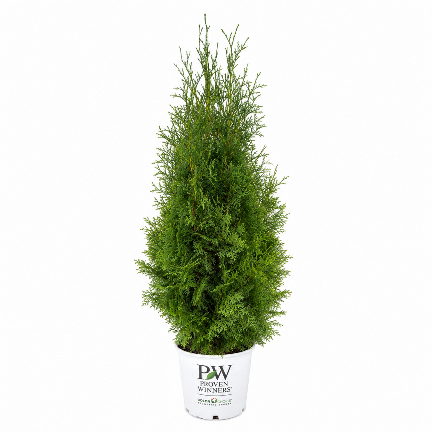 North Pole® Arborvitae