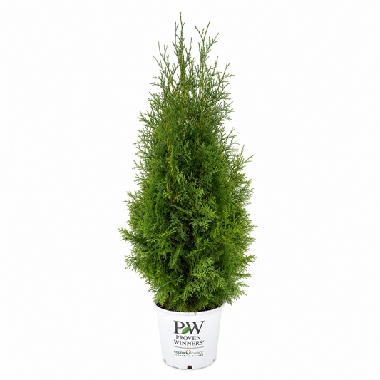North Pole® Arborvitae