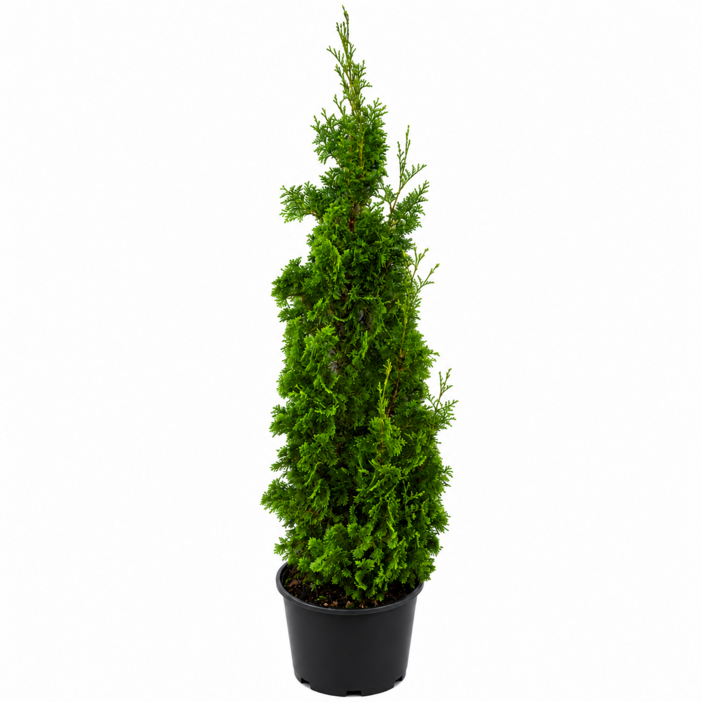 Degroot's Spire Arborvitae