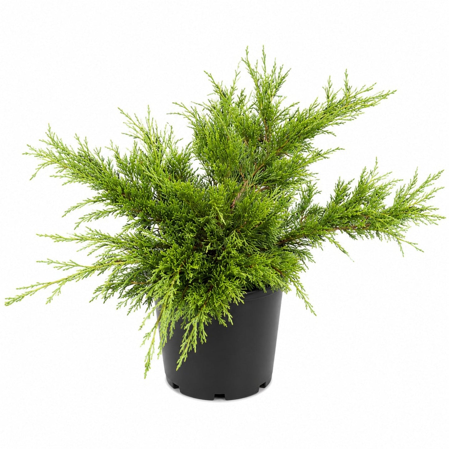 Calgary Carpet® Juniper