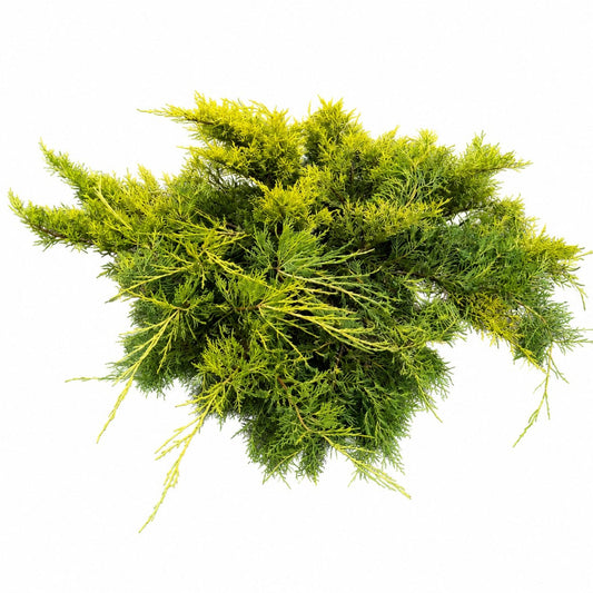Scandia Juniper