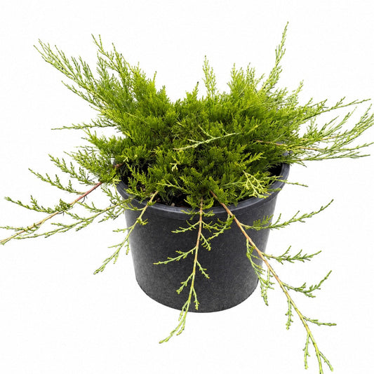 Buffalo Juniper