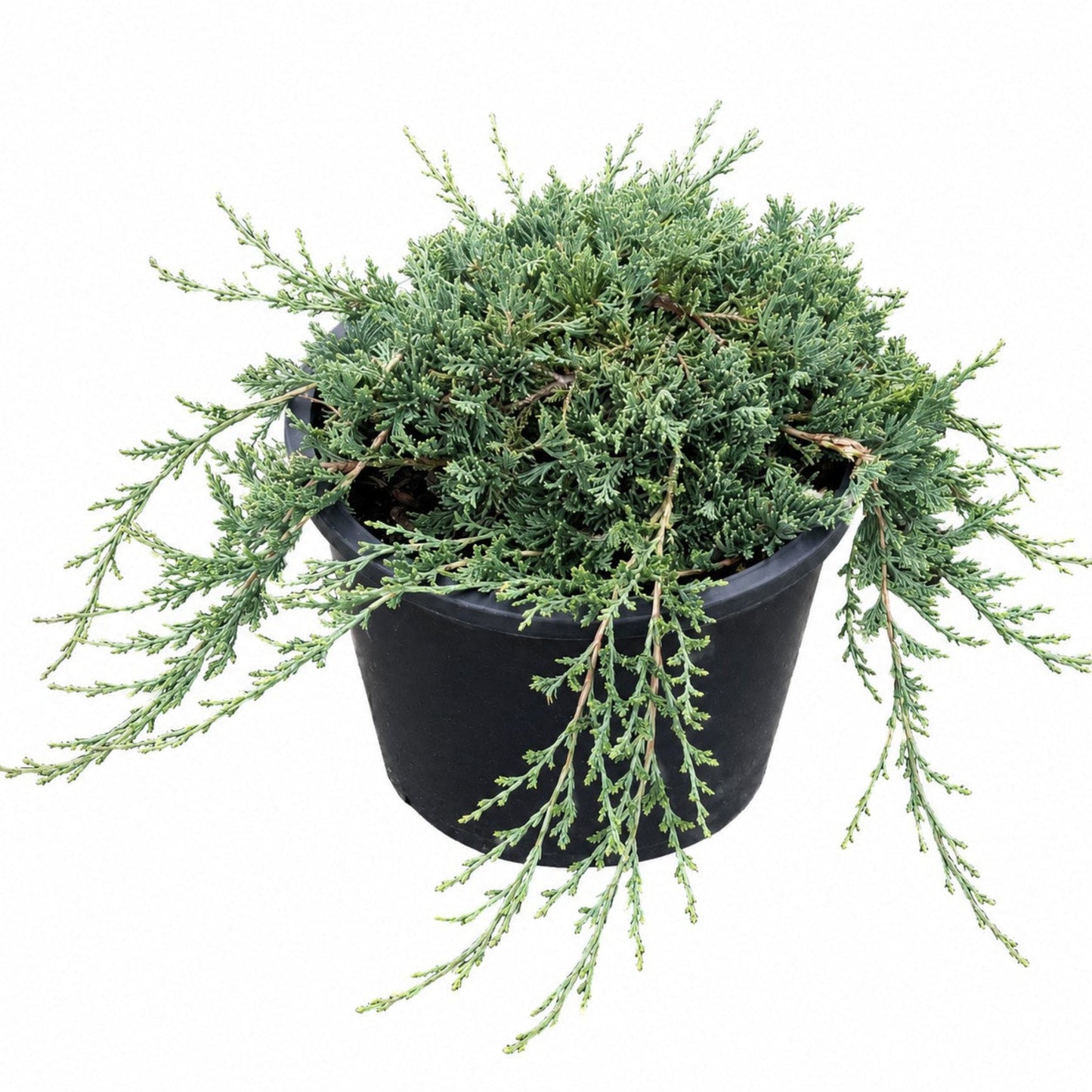 Blue Rug Juniper