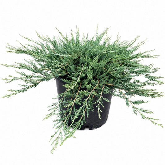 Blue Chip Juniper