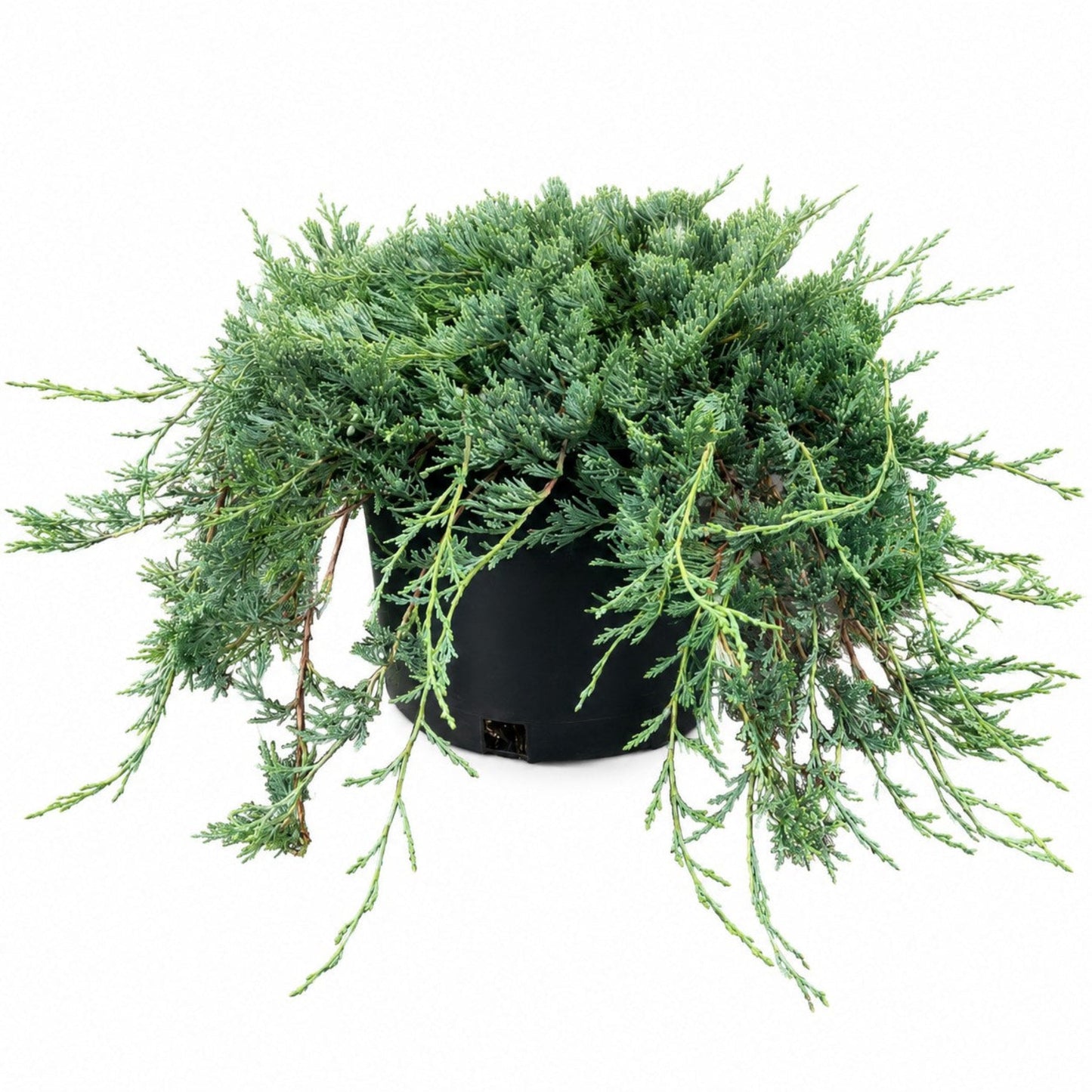 Bar Harbor Juniper