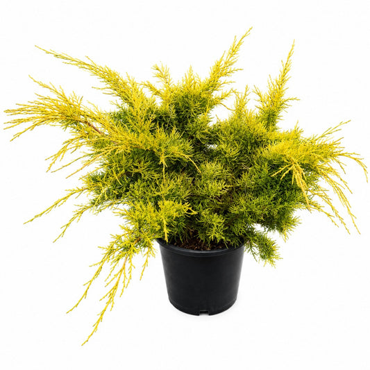 Winter Gold Juniper