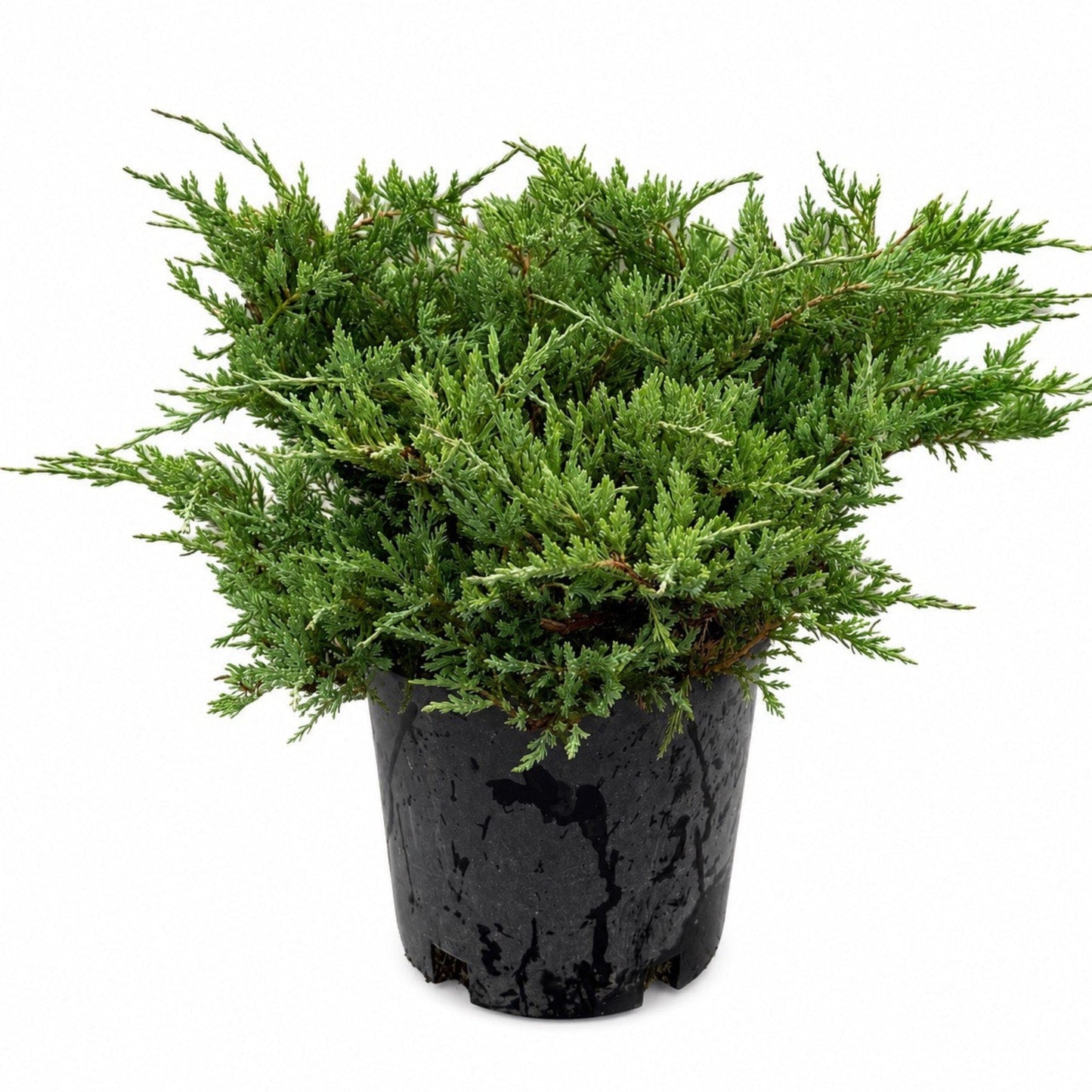 Youngstown Andorra Juniper