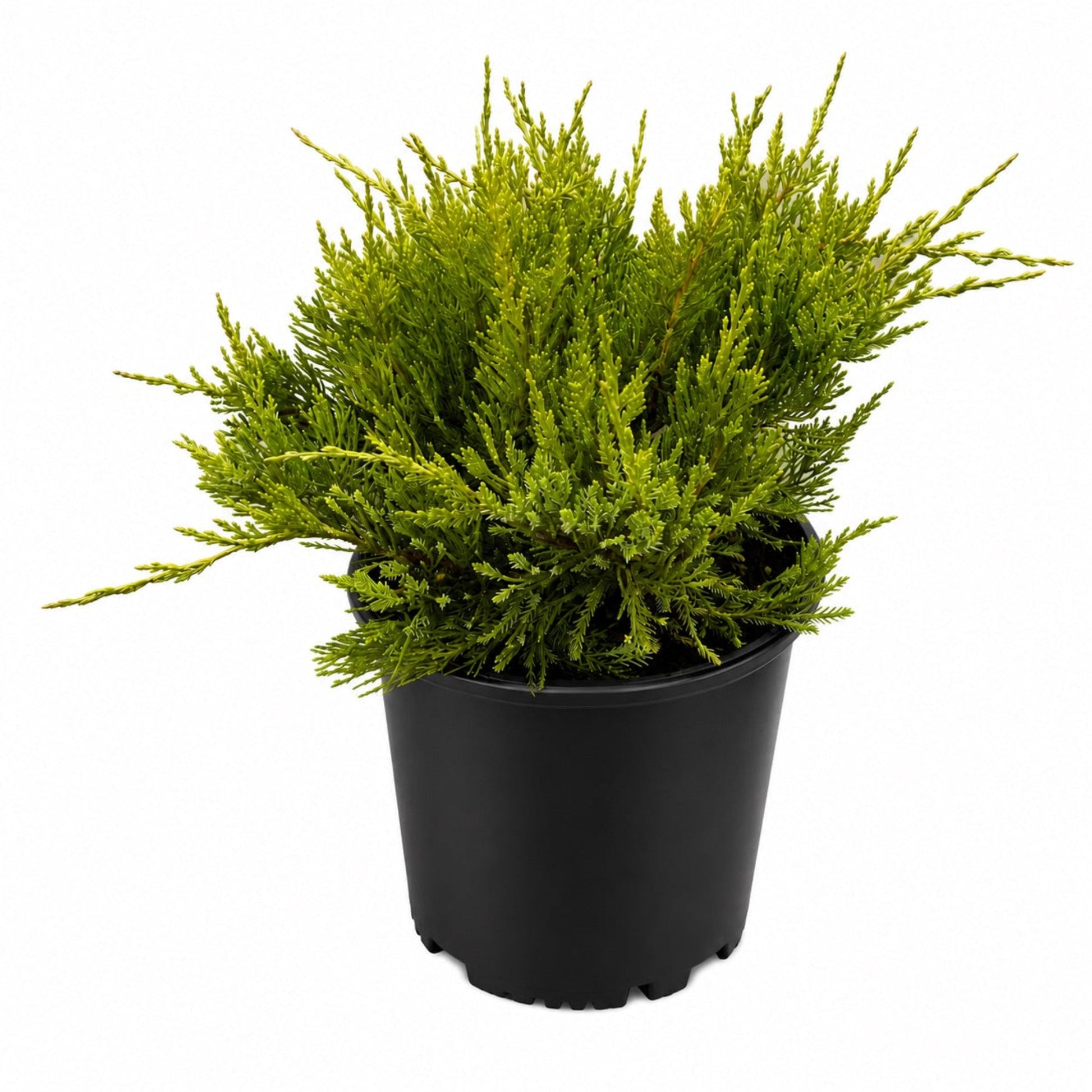 Sea Green Juniper