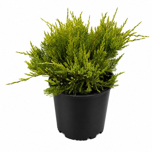 Sea Green Juniper