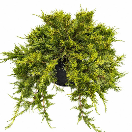 Broadmoor Juniper