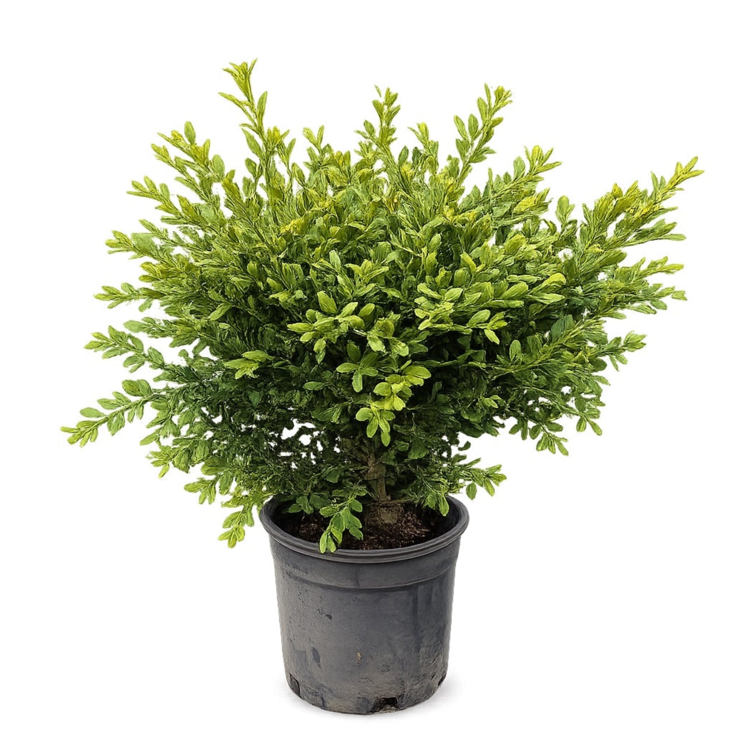Wilson Northern Charm™ Boxwood