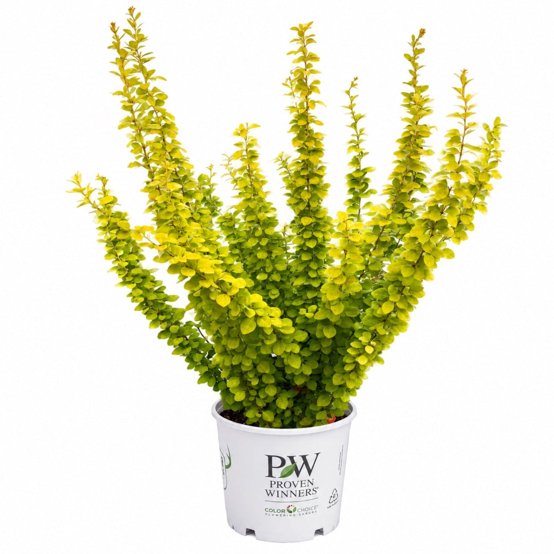 Sunjoy Gold Pillar® Barberry