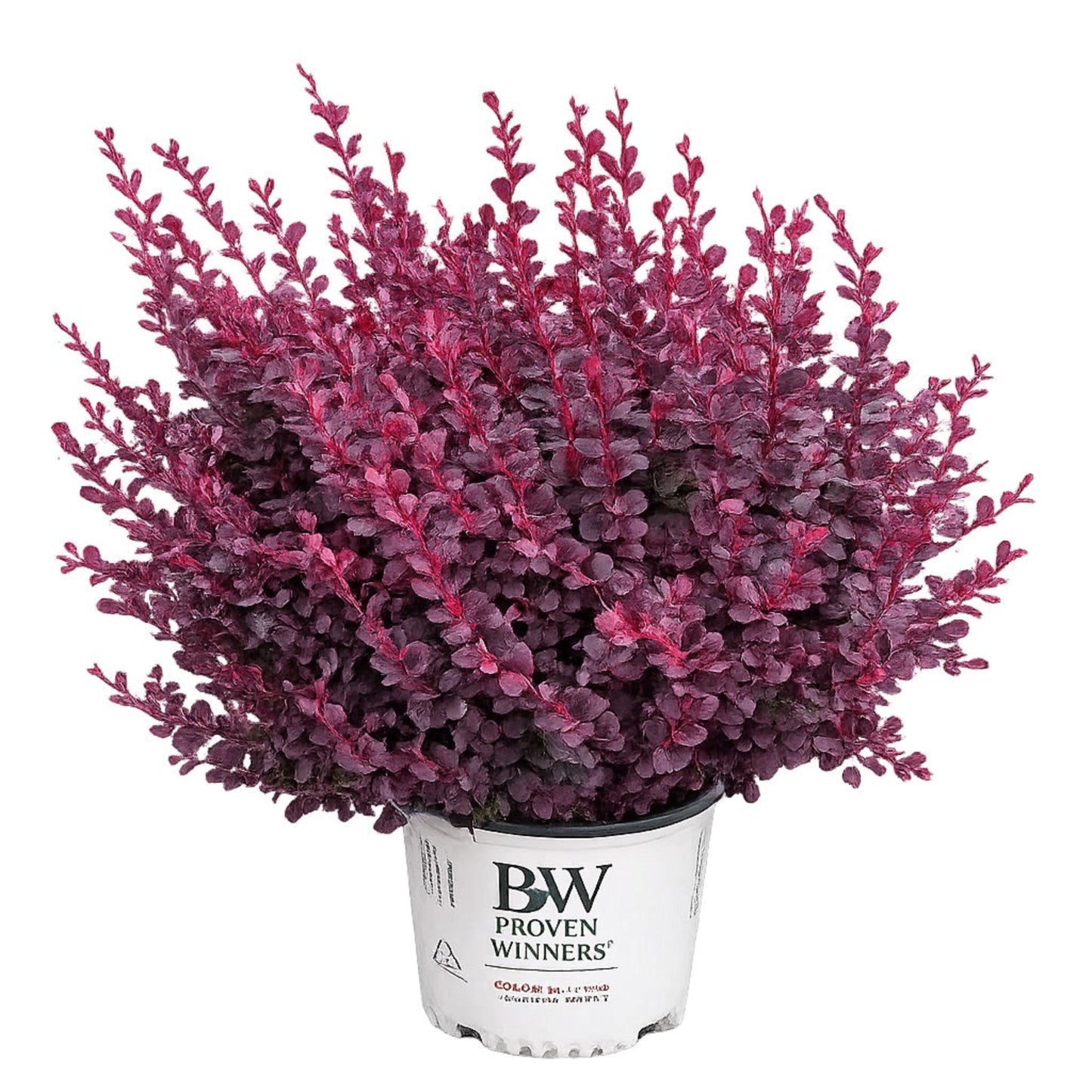 Sunjoy Mini Maroon® Barberry