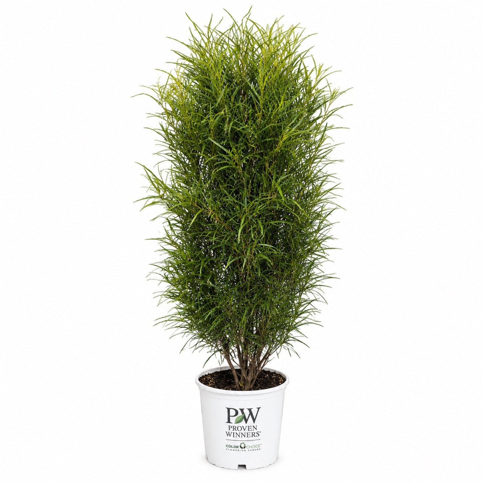 Fine Line® Buckthorn