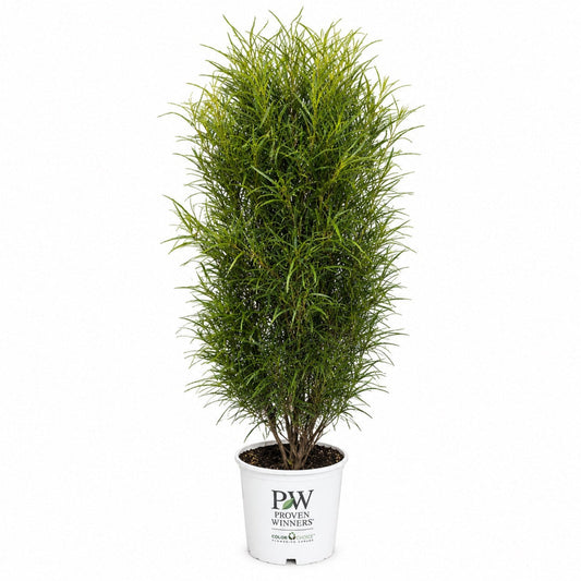 Fine Line® Buckthorn