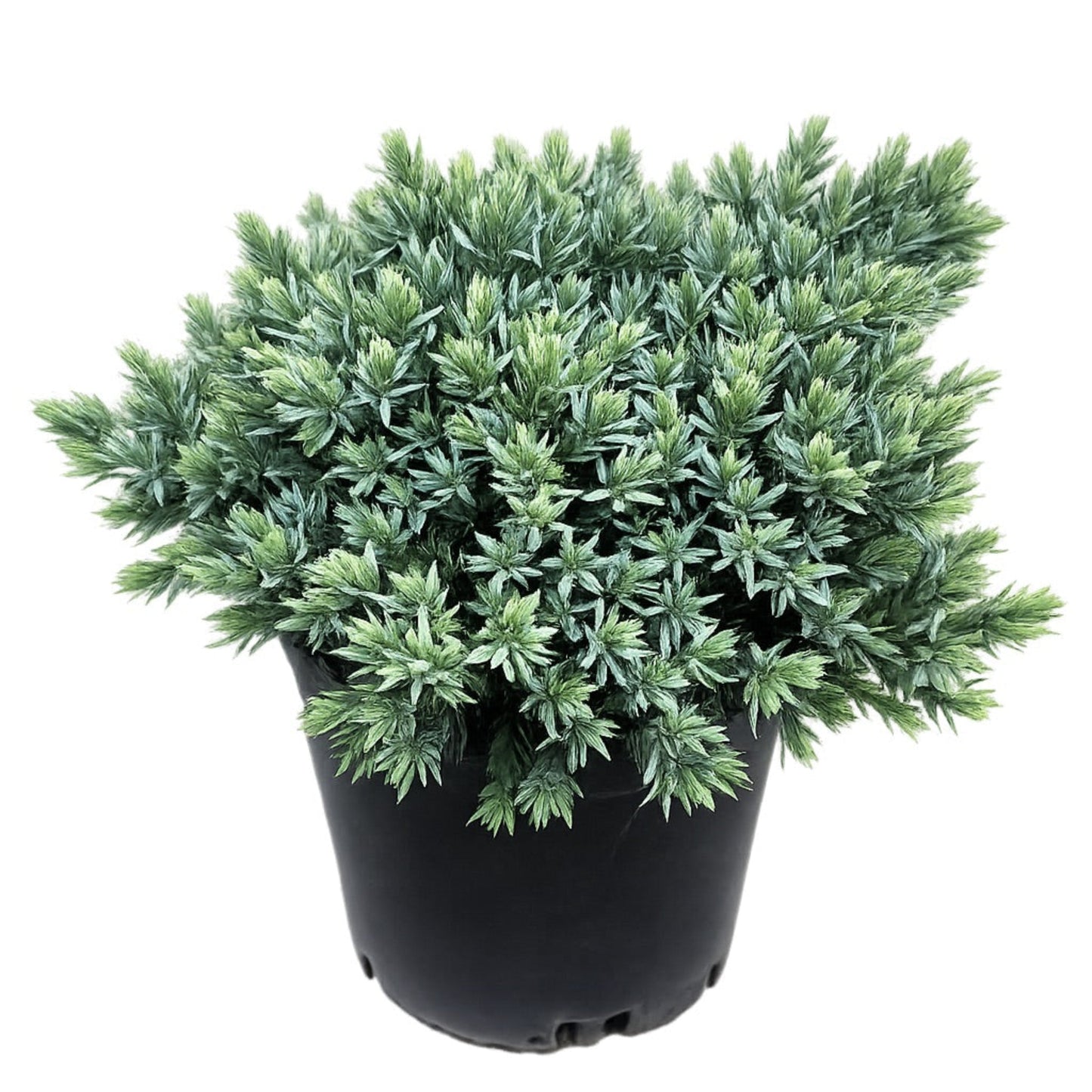 Blue Star Juniper