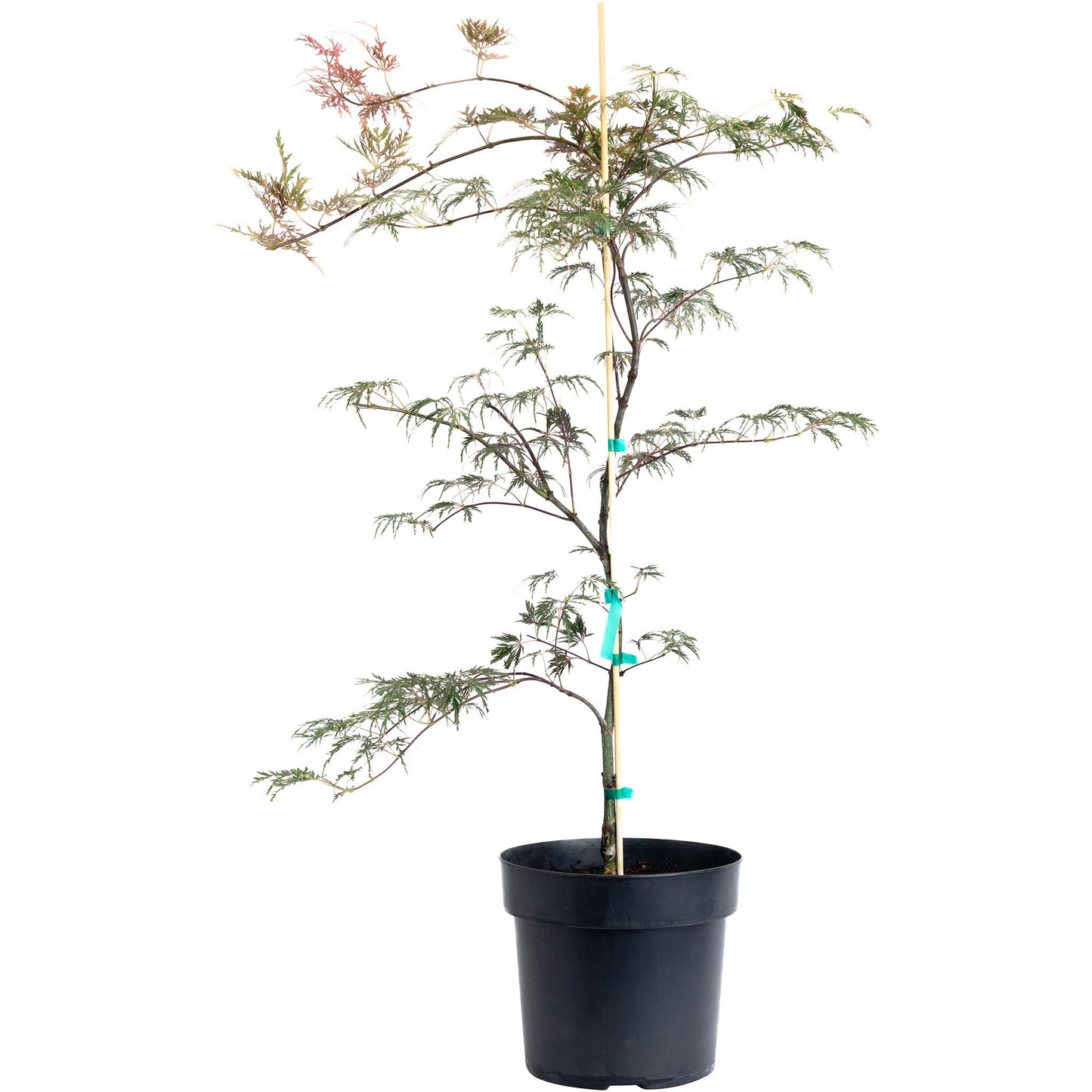 Inaba Shidare Japanese Maple