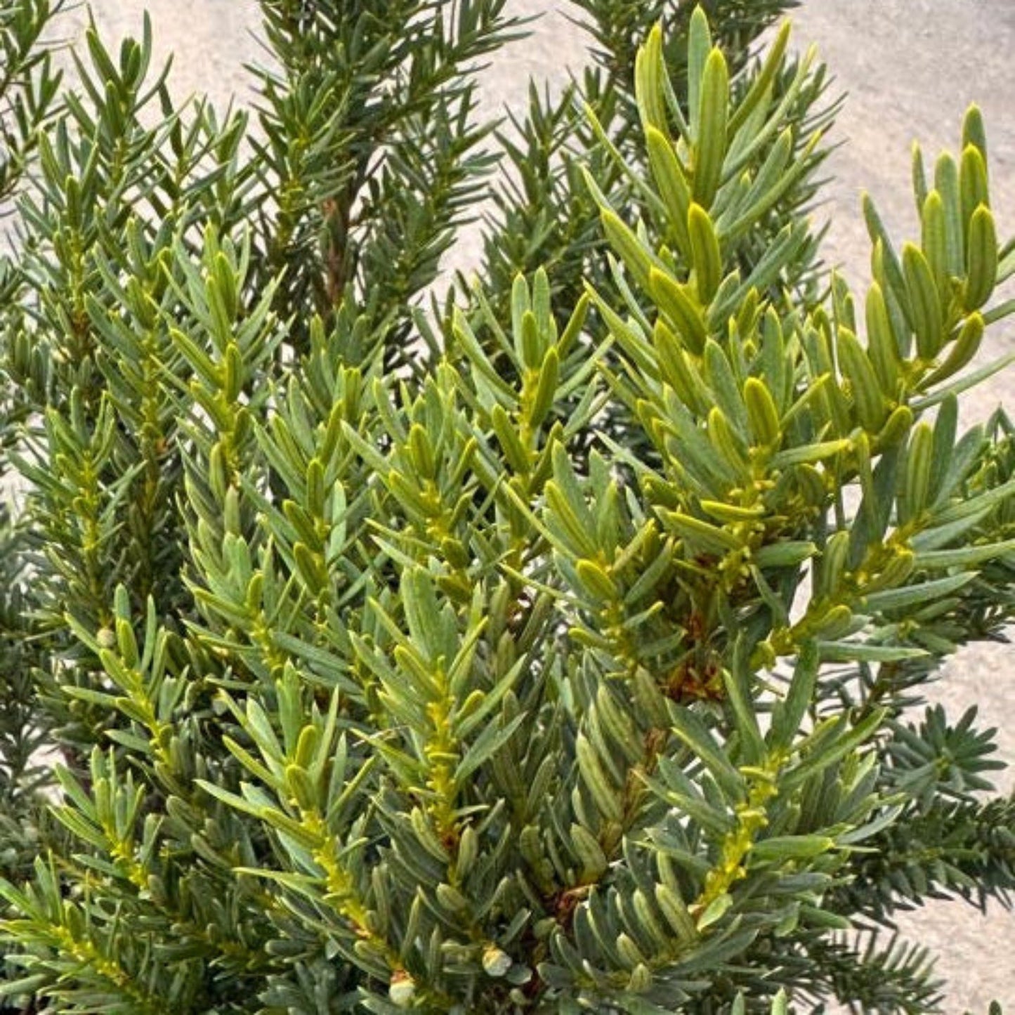 Dark Green Spreader Yew
