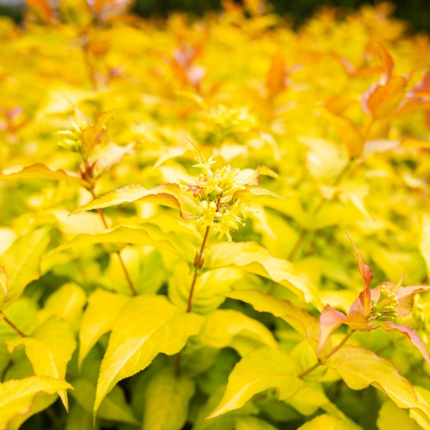 Firefly® Honeysuckle