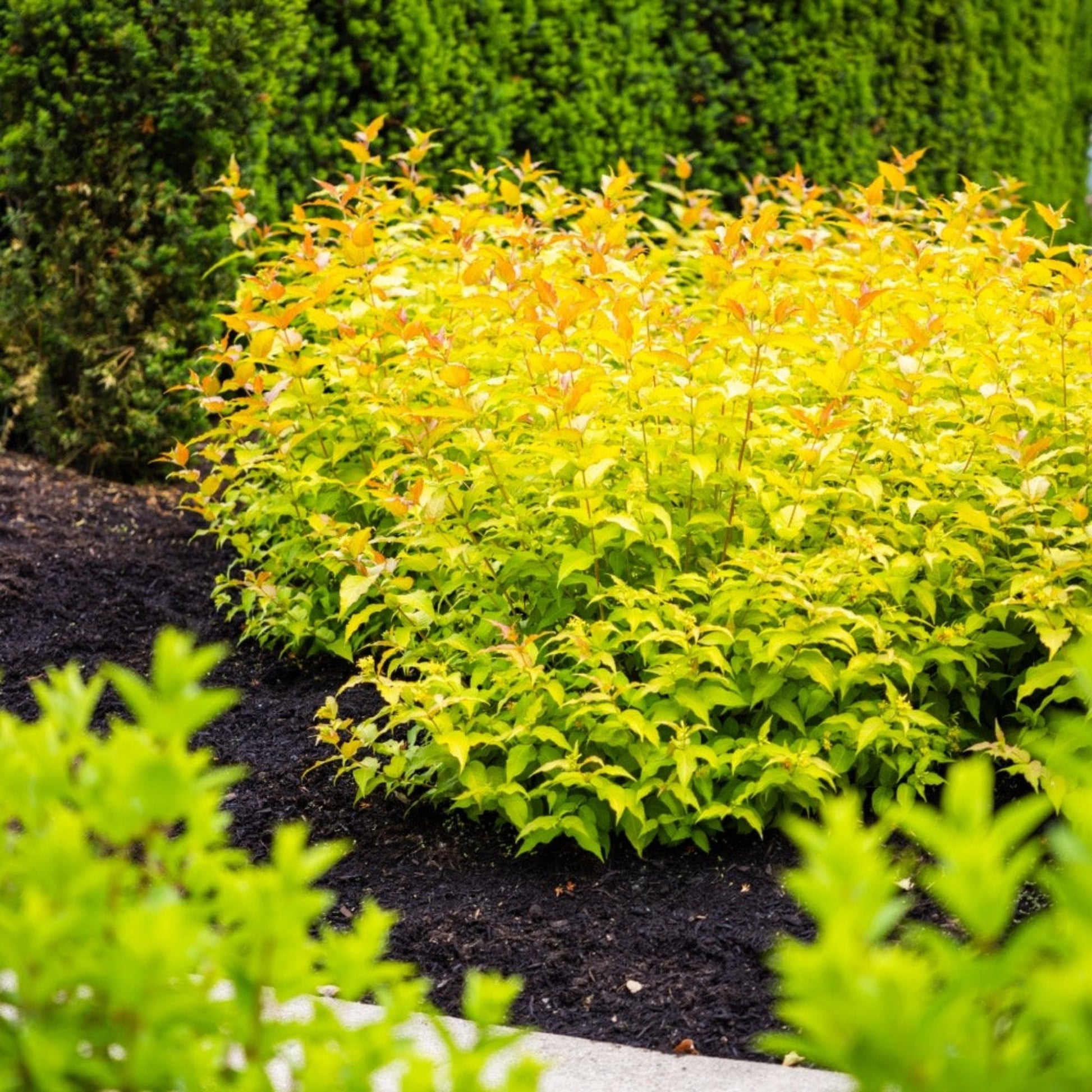 Firefly® Honeysuckle